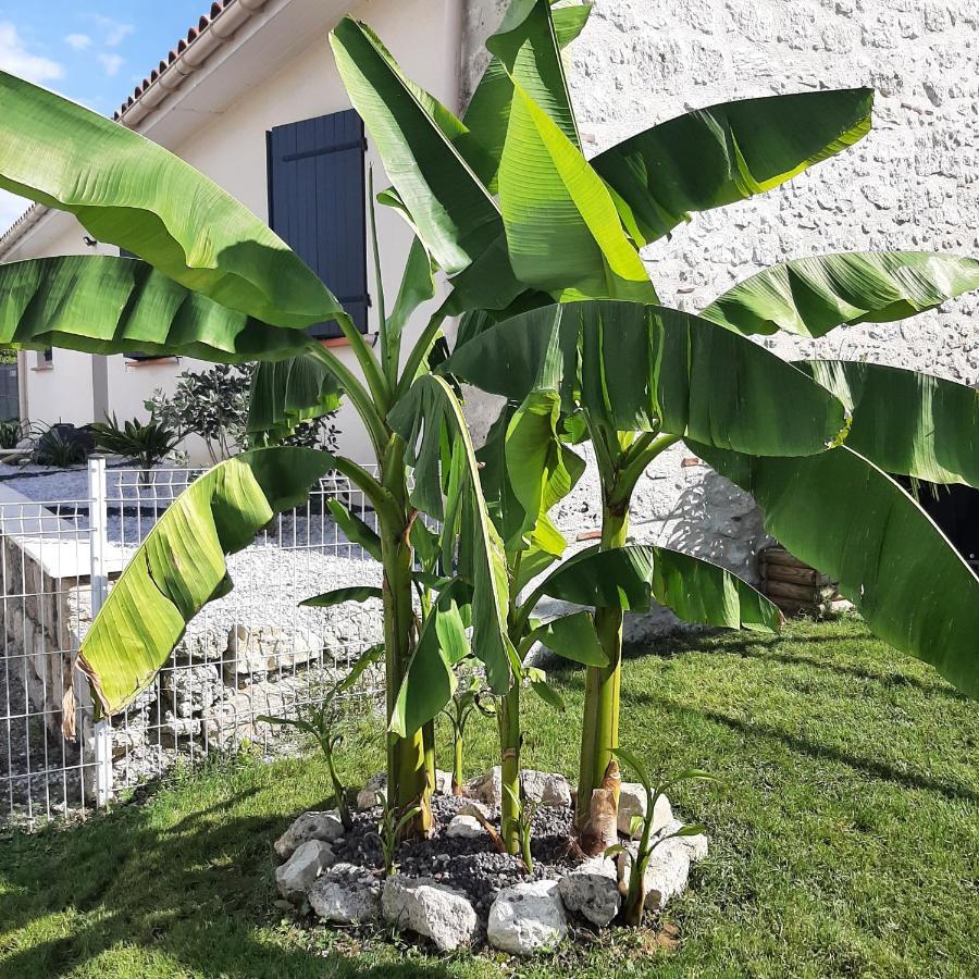 Le Domaine Vesque Villa Saint-Pierre-de-Clairac Ngoại thất bức ảnh